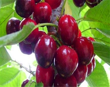 JDB电子-秘鲁Volcan公司第二季度净利猛涨至1.107亿美元(图2) JDB电子试玩网页版