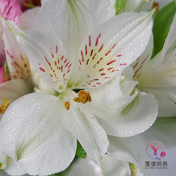 左脚右脚,再加个头球!美国队长完美帽子破蓝军纪录‘JDB电子游戏官网’(图1) JDB电子