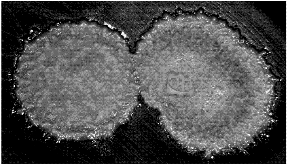 JDB电子游戏官网