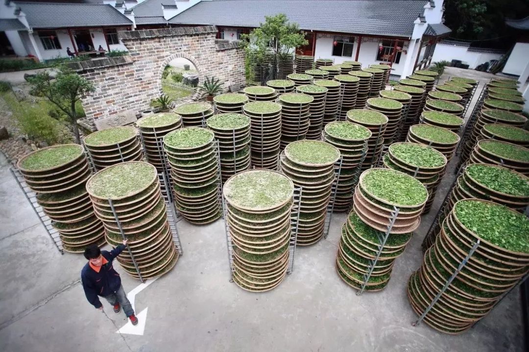 翁源万亩油菜花提前一个半月盛开“JDB电子”(图4) JDB电子试玩网页版