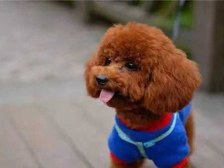 JDB电子试玩网页版