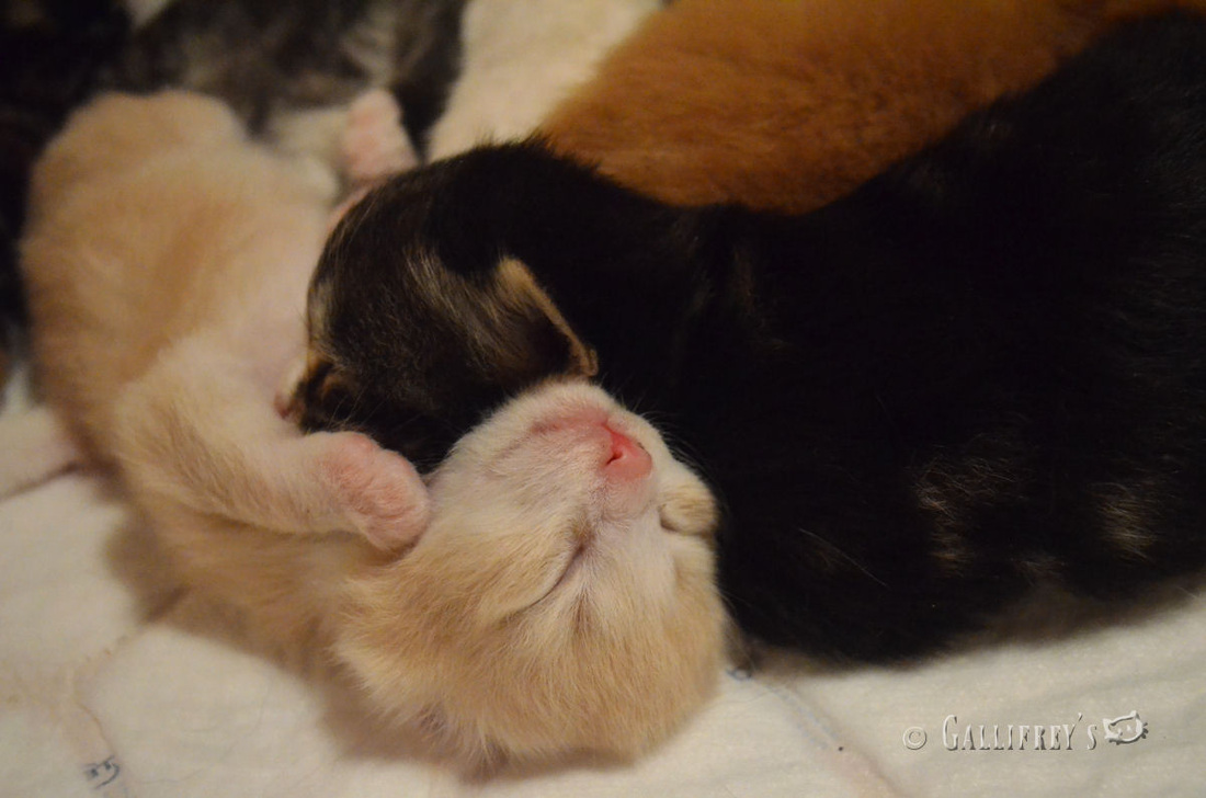 JDB电子试玩网页版