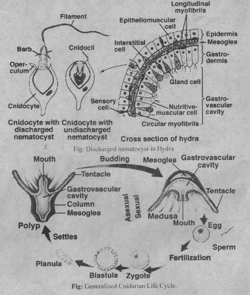JDB电子试玩网页版